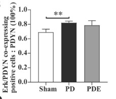 Comparison of Erk1_2 and PDYN co-expression positive cells in each group.jpg